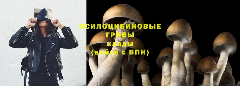 Галлюциногенные грибы Psilocybine cubensis  Вышний Волочёк 